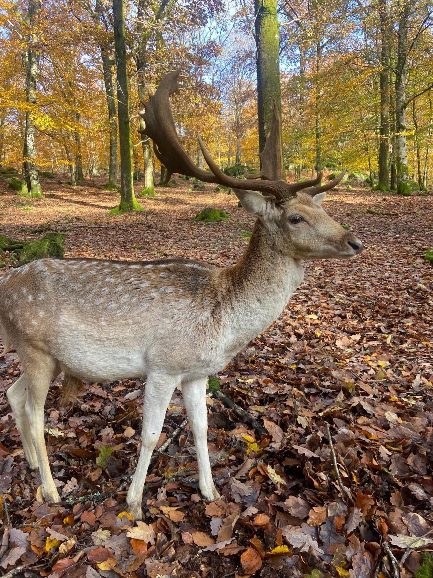 Morvan La Pastourelle Quarré-les-Tombes エクステリア 写真